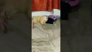 #cat viral#trending video#kitten#velaa #💝💝