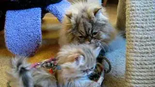 Sirocco & Gypsy Rose 12.22.08 - 2