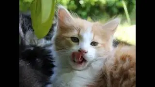 #catstagram #lovemycat #catofinstagram #catsconnect #catsofinstagram #catsagram #catfur #catlover