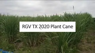 Louisiana Sugarcane Winter Meeting: Sugarcane Entomology Update