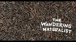 Episode 253: Wonders of Wild Rice &ndash; Restoring it in Three Rivers