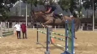 Urano - HORSE FOR SALE - ( Ramiro Z x Grannus bloodline )