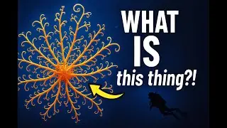 &ldquo;Basket Star: The Ocean&rsquo;s Most Mysterious Predator&rdquo;