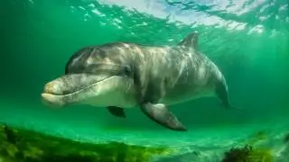 10 Hours Of Wild Dolphins Playing And Hunting In Their Natural Habitat 4K