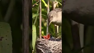 Nest Hijacker 🐦🥚