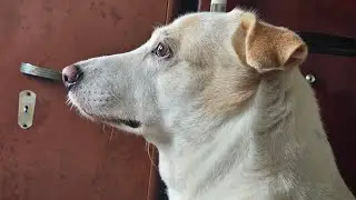 Shooter bhaii😎#funny#comedy#trending#viral#video#cute#meme#dog#dubbing#reels#shorts#love#like#new#hi