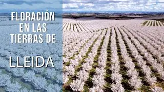 La floraci&oacute;n en las comarcas de Lleida