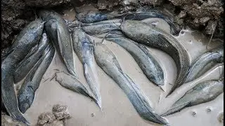 Unique Fishing Show - Catching Catfish In Dry Season | Find Catfish in Dry lake