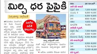 Guntur mirchi market rate today | 06-09-2024