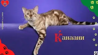Алфавит в 4 лапы/К: Канаани или Ханаани/История породы/характер/отличительные черты и качества/