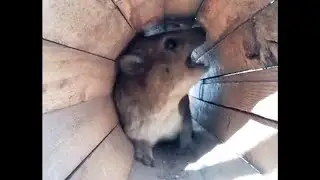 Авава, мама (даман) / МЕМ, вставка для видео