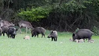 Damherten, frislingen  en zwijnen. Fallow deer and wild boars.