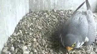 2011 Topeka Falcon Cam-March 29, 2011 @ 1104 hrs EST.