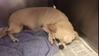 [Dogs Without Borders] Adopt BUBBLES in Los Angeles