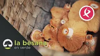 La campaña de setas no cumple las expectativas | La Besana en Verde