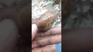 jamaica gem stone