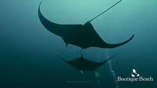 30.12.25 - Whale Shark & Manta Rays. Dives at Moofushi Block & Imandhoo Beyru near Dhigurah Maldives