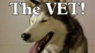 Shiloh the Siberian Husky goes to the Vet