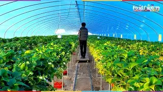 Процесс сбора клубники на корейской клубничной ферме