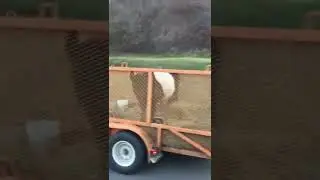 Cow in the back of a landscape trailer pulled by an F150 🤣🤣￼