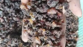 Guggul Gond | Available on IndiaMART