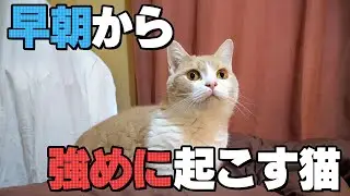 Cats wake up people who are sleeping early in the morning