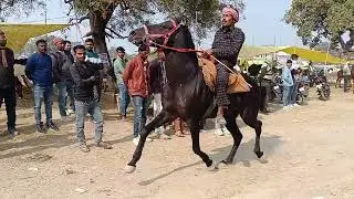 तकिया मेला2025 व्यापारी सुनील यादव उन्नाव जिला गांव स्वयंवर खेड़ा बहुत ही शानदार कि दौड़ स्वर वसीम