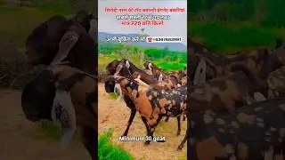 #trending#goat#shorts#rooftop#viralshort#explore#farming#goatfarming#viral##reels#gym#गुलाबी#night