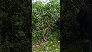 Satisfying Pruning Of A Butterfly Bush