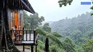 Soft Piano Music with Rain Forest Sounds for Deep Rest