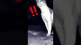 Cats: Hilarious Nighttime Adventures