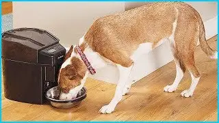 ✅Top 5 Best Automatic Pet Feeders in 2024