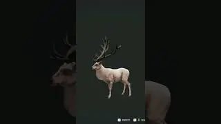 💎Diamond Albino Red Deer, weird Antler
