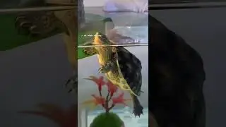Turtle chilling like a boss 🤷&zwj;♀️ #turtle #cute #animals #pets #pet #turtlepet #aquarium #viral