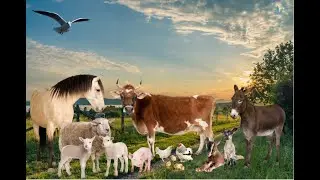 Learn Home Pets: Pig, Horse, Cow, Chicken, Duck - Farm Animals Sounds