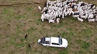 Border Collie Trabalhando