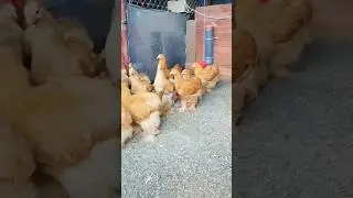buff Cochin pullets 🥰 #shorts #trending #ytshorts #youtubeshorts #cochinchicken