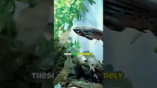 Meet the Gardneri Killifish