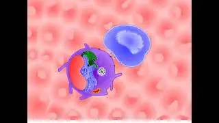 THE Processing and presentation of antigen #Animation #MHCclass1#MHC class 2 #T cells#Immunology