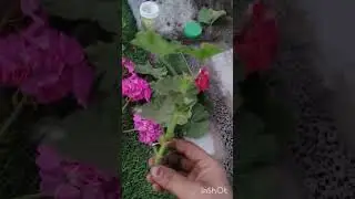 how to save geranium for next season