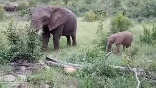 Sweet foraging moments between baby elephant, Khanyisa and her allomother, Bubi 💖