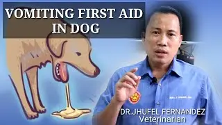 VOMITING DOG || FIRST AID || Mga Dapat Gawin Kapag Nagsusuka Ang Aso!