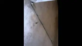 Holy shit spiderville