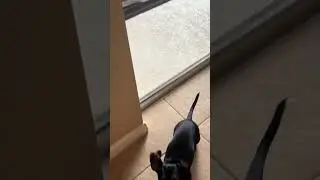 Guard dog swag #fyp #djdog #dj #dance #animalsoftiktok #animals #dogsoftiktok #dogs
