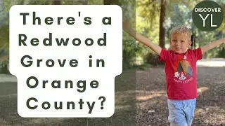 Hike through a Redwood Grove in Carbon Canyon Regional Park