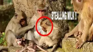 MG. Janet Stealing Milk Baby Janna l Funny Monkey Jump in pond. Paje Monkeys