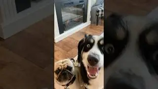 I love this photo 🤍 #pug #puppy #shorts #foryoupage #fyp #husky