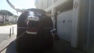 Le 1er mai : le bœuf de mèze 👇👇