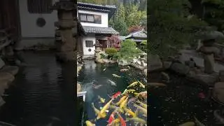 Vibrant Japanese garden koi pond at yakumoan_soba restaurant in Matsue Japan  #koi #japanese #carp