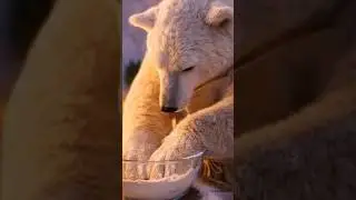 &ldquo;Kneading Pizza Dough on a Cold Night&rdquo;#cozynight #cute #animals #relaxing #polarbear